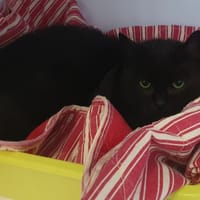 Francesca, chatte à adopter