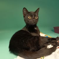 ANGEL C, chatte à adopter