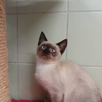 MAXINE, chatte à adopter