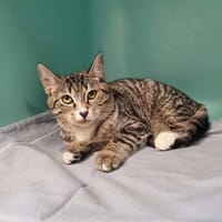 AUSTINE, chatte à adopter