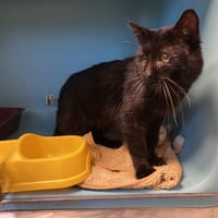 VERLAINE, chat à adopter