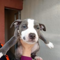 MALIBU, chienne à adopter