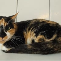 LUNA, chatte à adopter