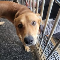 BRUCE, chien à adopter