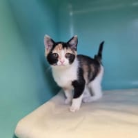 ARIETTE, chatte à adopter