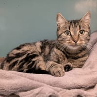 ZEBRA, chatte à adopter