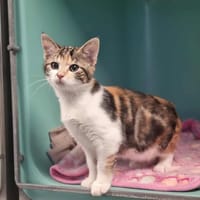 AZURILL, chatte à adopter