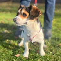 VALANA OAA19896, chienne à adopter