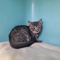 ATCHOUM, chat à adopter