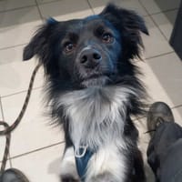 SKIWI QCN (réservé), chien à adopter
