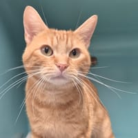 Léonard, chat à adopter