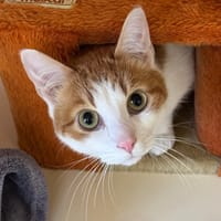Ulysse, chat à adopter
