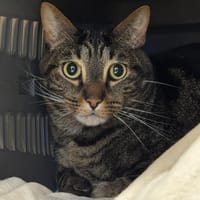 Ugo, chat à adopter