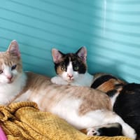 BLITZO, chat à adopter