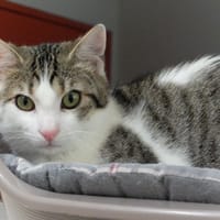 ULYSSE PAB28328, chat à adopter