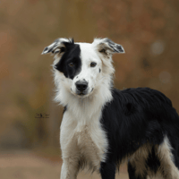 Valentin ( réservé ), chien à adopter