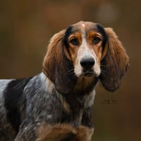 Vincœur, chien à adopter