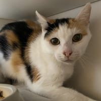 CALIE, chatte à adopter