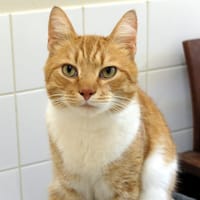 TOUPOU PAB28278, chat à adopter