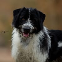 James, chien à adopter