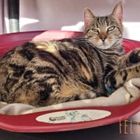 Félina, chatte à adopter