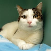 PAB28260 Mimi, chat à adopter