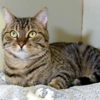 Thekan, chat à adopter