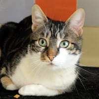 ALLY PAB28201, chat à adopter