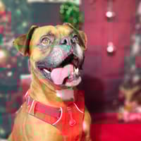 MAGNESIUM VAA, chien à adopter