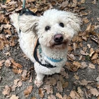 BELLO PAA23032, chien à adopter