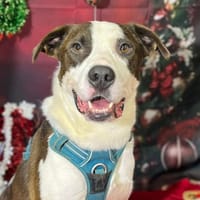 YAKO VAA, chien à adopter