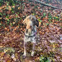 Loki, chien à adopter