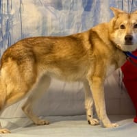 NYX, chienne à adopter