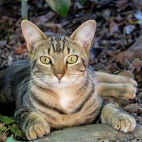 MIKO PAB27123, chatte à adopter