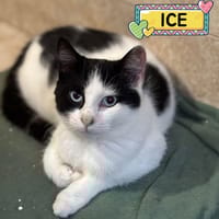 ICE, gatto da adottare