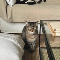 Bella, chatte à adopter