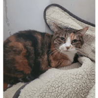 Joséphine, chatte à adopter