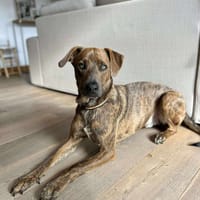 Ruben, mâle croisé berger, né le 04/10/2024 🐶, chien à adopter
