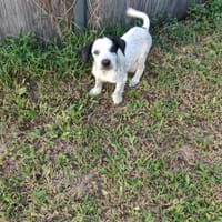 Mour, mâle X berger, né le 26/09/2025 🐶, chien à adopter