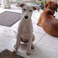 Hikari, femelle X croisé berger , née le 25/07/2025 🐶, chienne à adopter