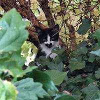 Dina, chatte à adopter