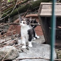 Nina, chatte à adopter