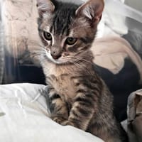 ZAO, chat à adopter