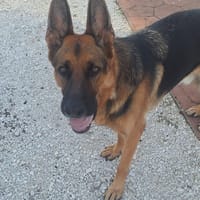 TEO, chien à adopter