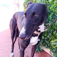 CONSTANTIN, chien à adopter