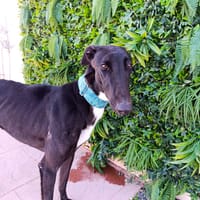 LONDON, chien à adopter