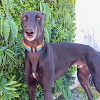 PIERRE, chien à adopter