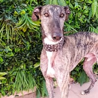 KEIKO, chien à adopter