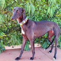 JACQUI, chienne à adopter