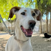 APPOLO (Maria), chien à adopter